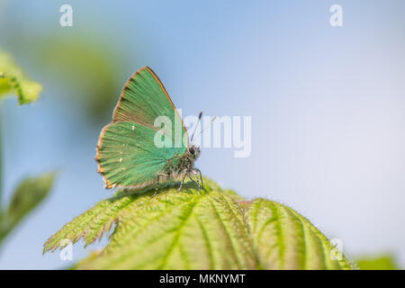 Green Hairstreak (Callophrys Rubi) männlich in Ruhe. Schmetterling in der Familie Lycaenidae, auf dornbusch mit geschlossenen Flügeln zeigt grüne Unterseite Stockfoto