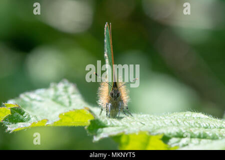 Green Hairstreak (Callophrys Rubi) männlichen Kopf auf. Schmetterling in der Familie Lycaenidae, auf dornbusch mit geschlossenen Flügeln zeigt grüne Unterseite Stockfoto