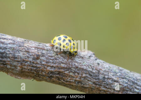 22 Punkt Marienkäfer (Psyllobora vigintiduopunctata). Kleine Käfer in der Familie Coccinellidae, Fütterung auf Schimmel Stockfoto