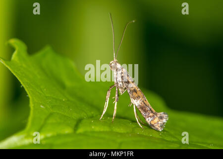 Gracillaria syringella micro Motte. Kleines Insekt in der Familie Gracillariidae, die ein Schädling auf lila und Liguster werden können Stockfoto