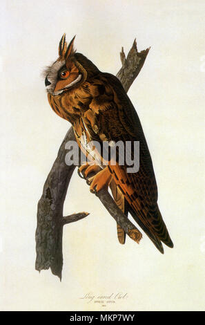 Waldohreule (Asio otus) Stockfoto