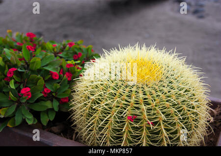 Kakteen und anderen Pflanzen in einem Garten Stockfoto