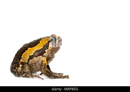 Gebänderte bullfrog auf weißem Hintergrund Stockfoto