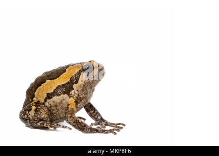 Gebänderte bullfrog auf weißem Hintergrund Stockfoto