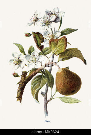 Birne, Pyrus Communis Stockfoto