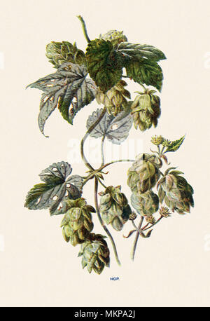 Der Hopfen, Humulus lupulus Stockfoto