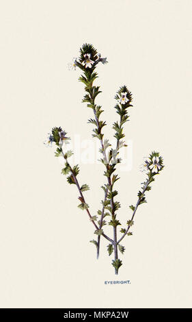 Augentrost, Euphrasia officinalis Stockfoto