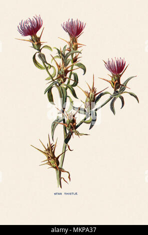 Star Thistle, Centaurea calcitrapa Stockfoto