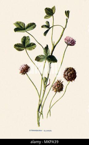 Erdbeere Klee, Trifolium fragiferum Stockfoto