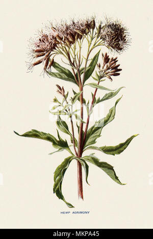 Hemp Agrimony, Eupatorium cannabinum Stockfoto