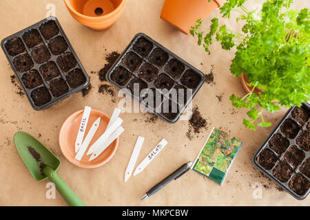 Gartenarbeit, Pflanzen zu Hause. Aussaat Samen Keimung box Stockfoto