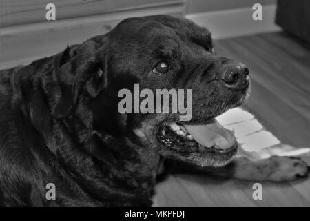 Elf Jahre alt, Weiblich, ahnentafel Rottweiler Hund. Stockfoto