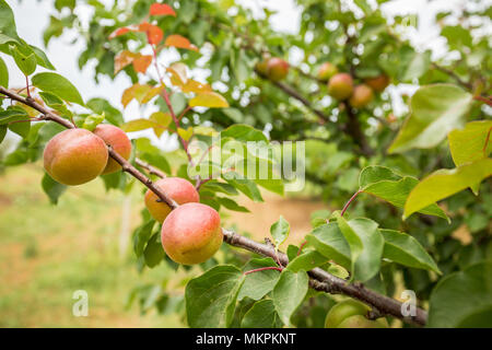 Ein Zweig mit Aprikosen. Aprikosenbaum Close-up ein Zweig mit Aprikosen. Aprikosenbaum Stockfoto