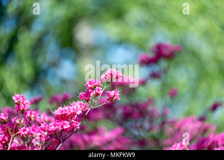 Blumen in Isabella Plantation, Richmond Park, London Stockfoto