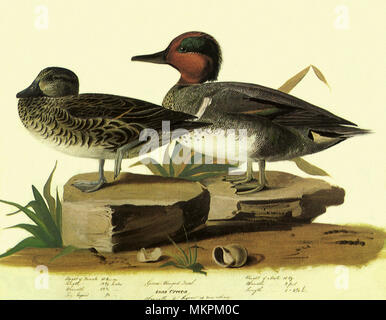 Green-Winged Teal, Anas carolinensis Stockfoto