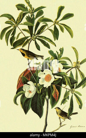 Die Bachman Warbler, Vermivora bachmanii Stockfoto