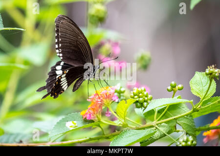 Common Mormon (weiblich) (Papilio polytes) Essen auf Anlagen Stockfoto