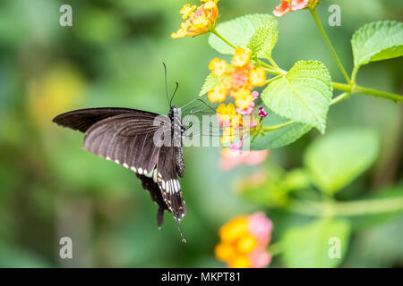 Common Mormon (weiblich) (Papilio polytes) Essen auf Anlagen Stockfoto