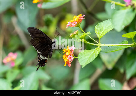 Common Mormon (weiblich) (Papilio polytes) Essen auf Anlagen Stockfoto