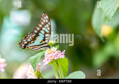 Gemeinsame Jay (Schmetterling) doson Essen auf Anlage Stockfoto