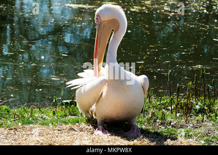 Pelikan Stockfoto