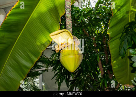 Blume des japanischen Banane Musa basjoo in voller Blüte Stockfoto