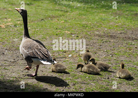 Graugans wlking mit gänschen Stockfoto