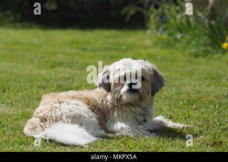 Shih Tzu liegen auf dem Rasen Stockfoto