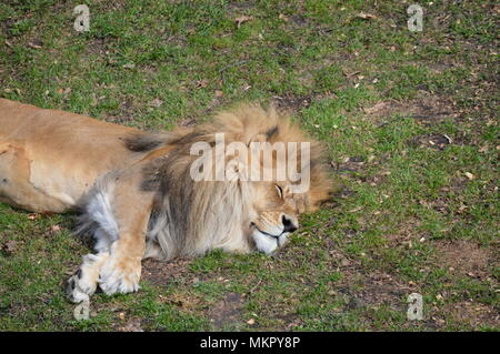 Löwe schläft auf dem Gras Stockfoto