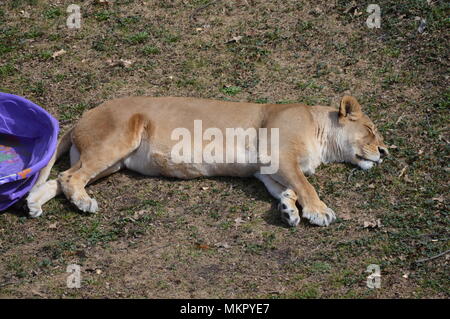 Löwe schläft auf dem Gras Stockfoto