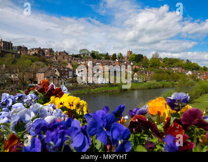 Farbe der Federn am Ufer des Flusses Severn in Bridgnorth in Shropshire. Stockfoto