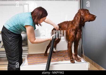 Groomer trocknen Fell des Hundes mit Föhn, die im Salon Stockfoto