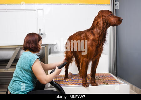 Groomer trocknen Fell von Hund setter mit Föhn, die im Salon Stockfoto