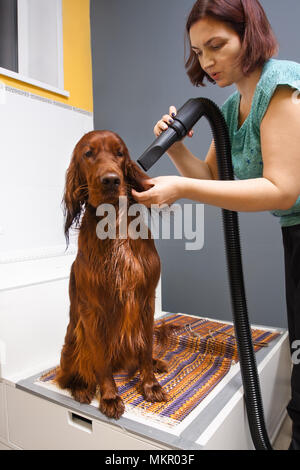 Groomer trocknen Fell des Hundes mit Föhn, die im Salon Stockfoto