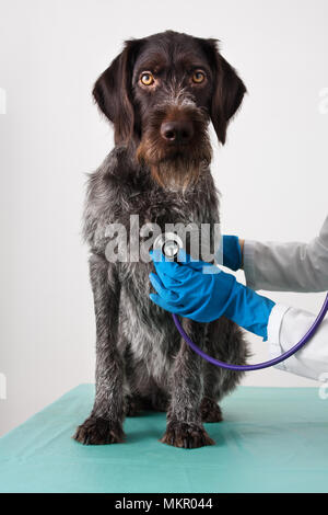 Die Hände der Berufsbildung untersuchen Hund mit Stethoskop in der Tierklinik Stockfoto