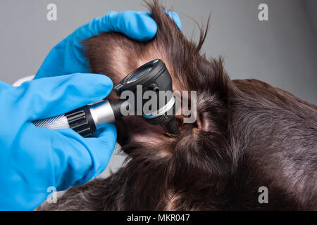 Hände von Tierarzt Prüfung Ohr von Hund mit otoskop in Tierklinik Stockfoto