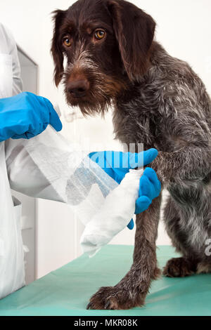 Hände von Tierarzt, Verband auf die Pfote des Hundes Stockfoto