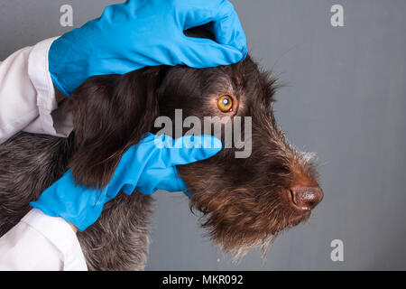 Hände von Tierarzt prüfen Augen der Hund in der Tierklinik Stockfoto