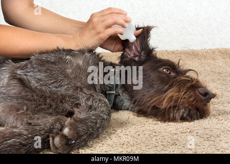 Hände von Frau waschen das Ohr von Hund mit Remedy Stockfoto