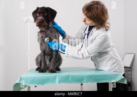 Vet Prüfung Hund mit Stethoskop in Tierarzt Klinik Stockfoto