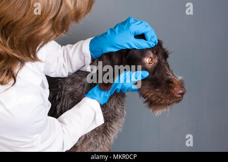 Tierarzt prüfen Augen der Hund in der Tierklinik Stockfoto
