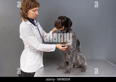 Vet Prüfung Hund mit Stethoskop in Tierarzt Klinik Stockfoto