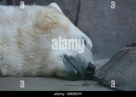 Eisbär schlafend Stockfoto