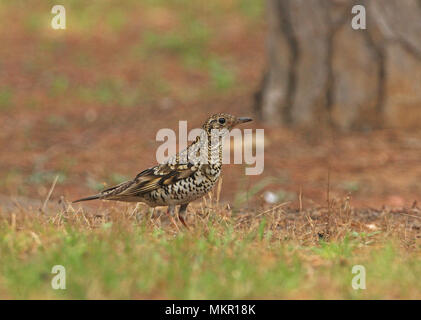 White's Thrush (Zoothera dauma aurea) Erwachsenen am Boden steht Beidaihe, Hebei, China kann Stockfoto