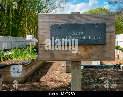 Station Gärten, Lurline, East Lothian, Schottland, UK Gemüsepflanzen wachsen in der angehobenen Betten in den gemeinschaftlichen Garten mit humorvollen Zeichen Stockfoto