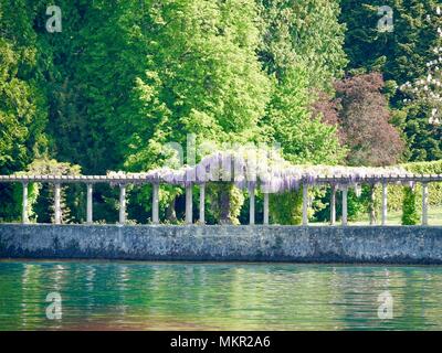 Blühende Glyzinie drapiert über einen langen Dorn mit üppigen, Hintergrund Laub, Annecy, Frankreich Stockfoto