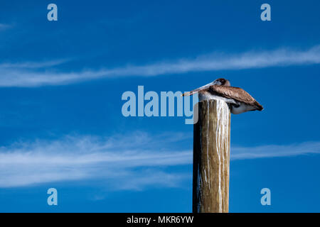 Braune Pelikan auf der Pole, Tarpon Springs, Florida Stockfoto