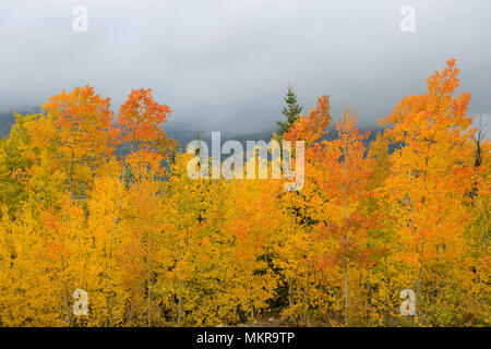 Herbst Herbst Aspen Aspen - Bunte Bäume mit nebligen Berge im Hintergrund. Boreas, Colorado, USA. Stockfoto