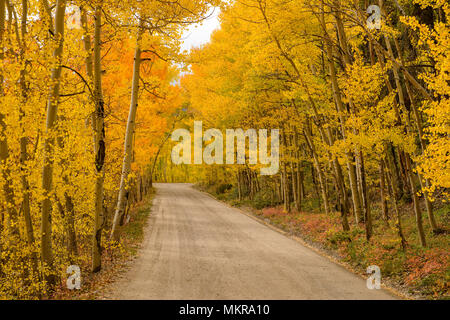 Herbst - eine Gebirgsstraße schlängelt sich durch bunte Herbst Aspen Grove, Boreas, Breckenridge, Colorado, USA. Stockfoto