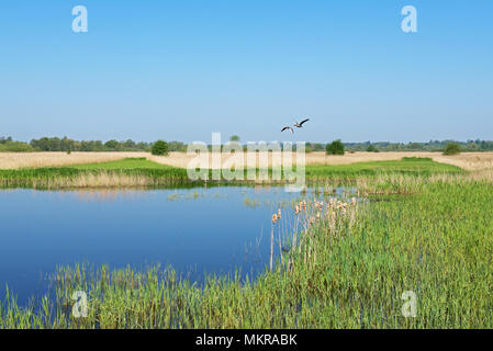 Strumpshaw Fen, RSPB Nature Reserve, in der Nähe von Norwich, Norfolk, England Großbritannien Stockfoto